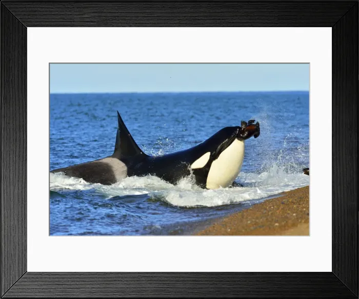 Framed Print : Picture No. 10901367 Framed Print : Picture No. 10901367