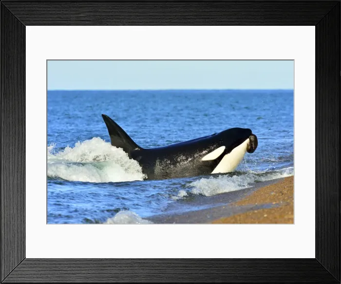 Framed Print : Picture No. 10901373 Framed Print : Picture No. 10901373
