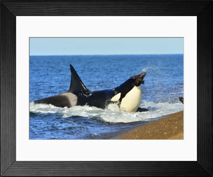 Framed Print : Picture No. 10901368 Framed Print : Picture No. 10901368