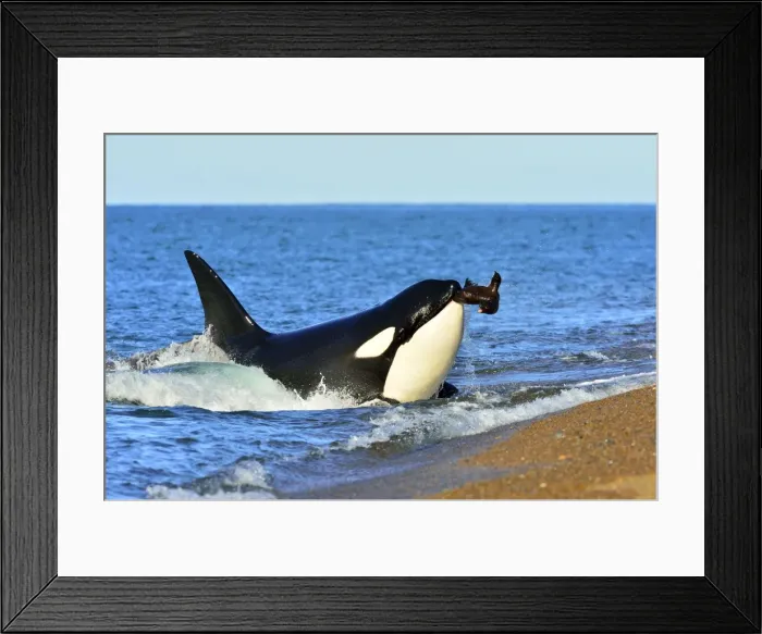 Framed Print : Picture No. 10901376 Framed Print : Picture No. 10901376
