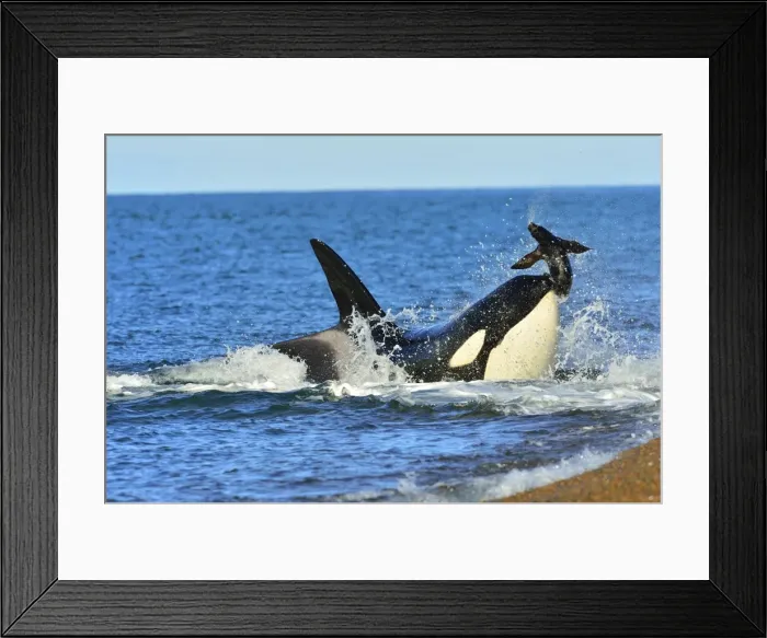 Framed Print : Picture No. 10901369