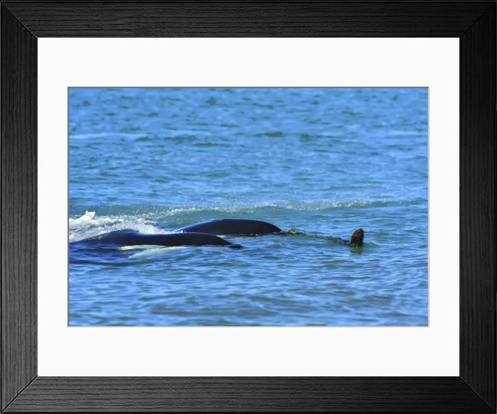 Framed Print : Picture No. 10901377 Framed Print : Picture No. 10901377