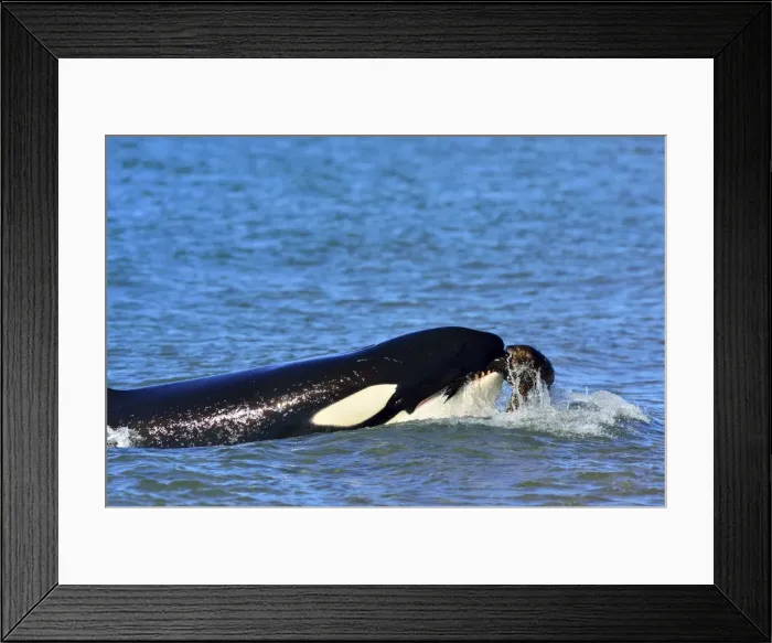 Framed Print : Picture No. 10901379 Framed Print : Picture No. 10901379