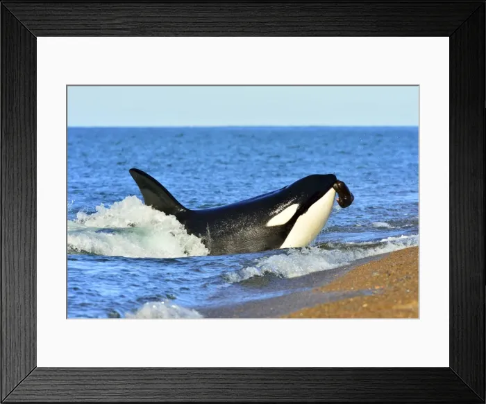 Framed Print : Picture No. 10901374 Framed Print : Picture No. 10901374