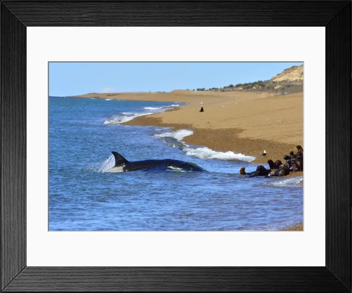 Framed Print : Picture No. 10901382 Framed Print : Picture No. 10901382