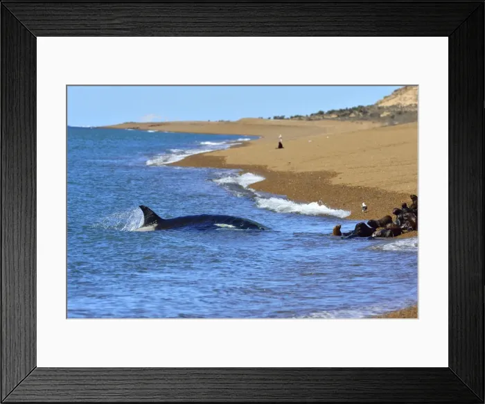 Framed Print : Picture No. 10901381 Framed Print : Picture No. 10901381