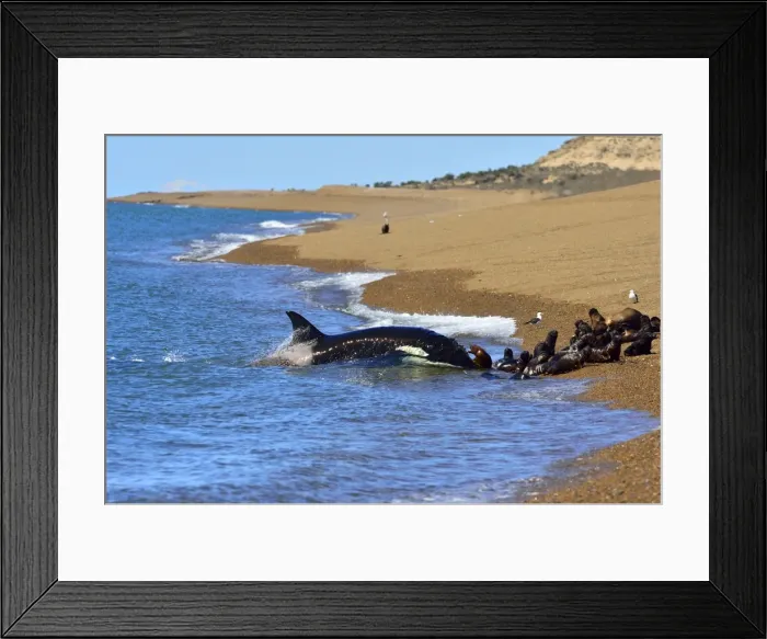 Framed Print : Picture No. 10901384
