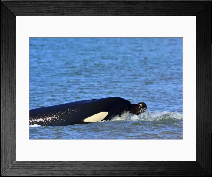 Framed Print : Picture No. 10901380 Framed Print : Picture No. 10901380