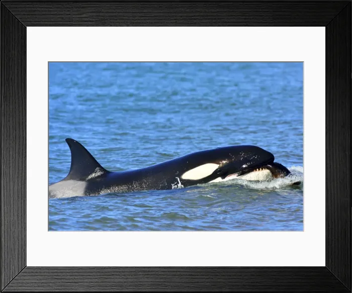 Framed Print : Picture No. 10901378 Framed Print : Picture No. 10901378