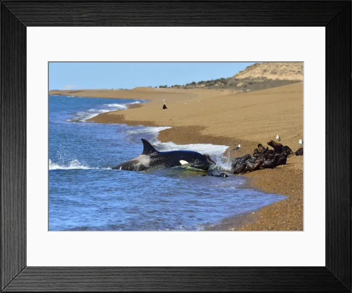 Framed Print : Picture No. 10901385 Framed Print : Picture No. 10901385