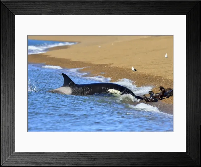 Framed Print : Picture No. 10901387 Framed Print : Picture No. 10901387