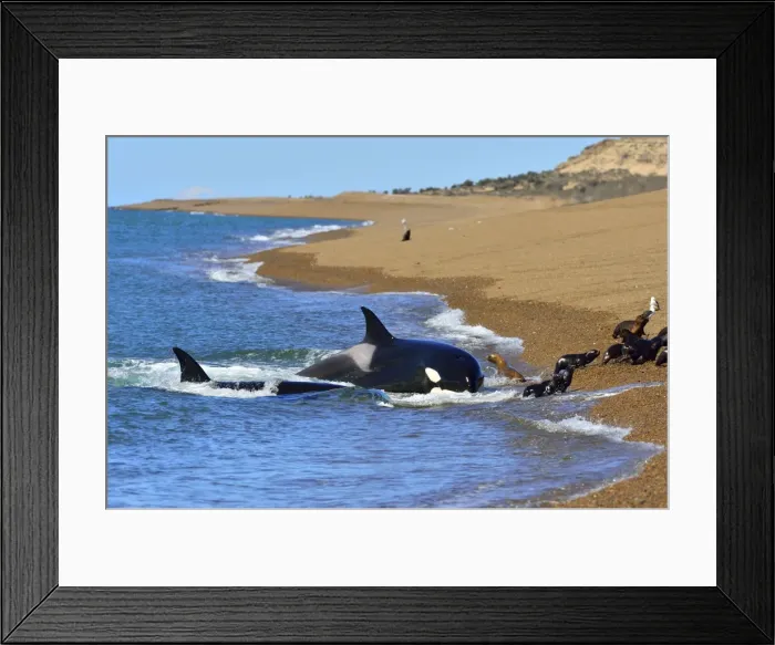 Framed Print : Picture No. 10901386 Framed Print : Picture No. 10901386