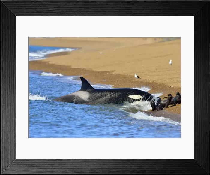 Framed Print : Picture No. 10901388 Framed Print : Picture No. 10901388