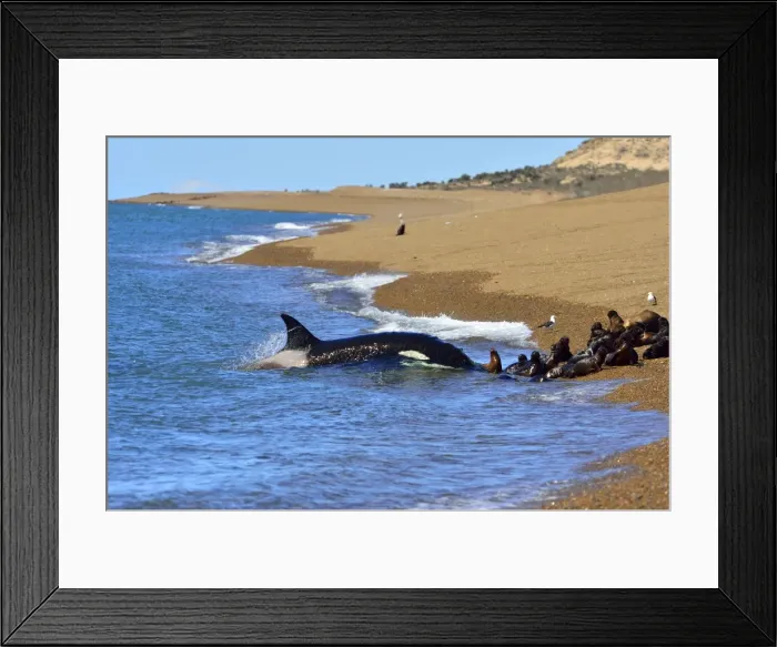 Framed Print : Picture No. 10901383 Framed Print : Picture No. 10901383