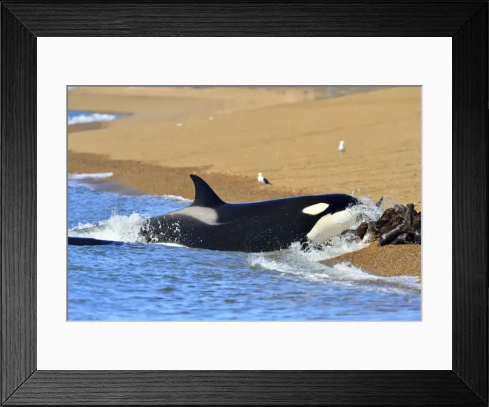 Framed Print : Picture No. 10901391 Framed Print : Picture No. 10901391