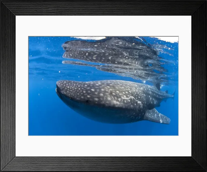 Framed Print : Picture No. 10901394