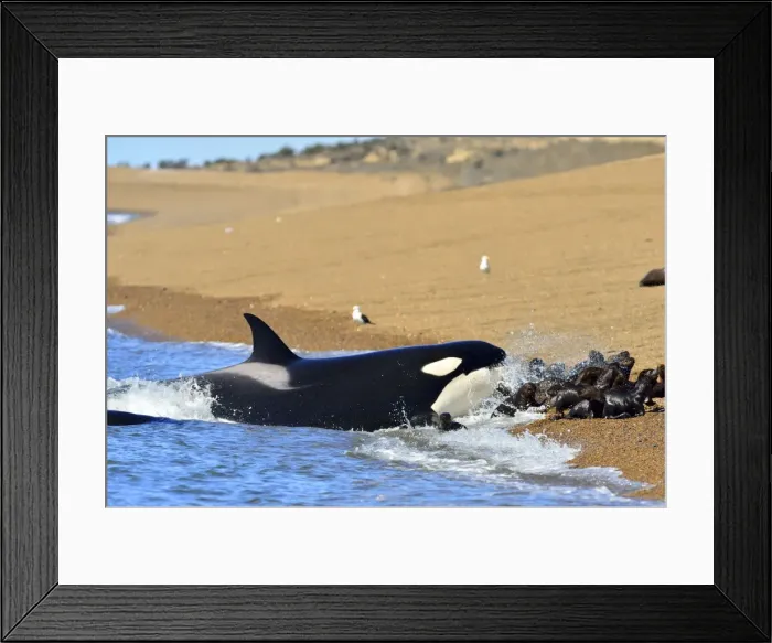 Framed Print : Picture No. 10901392 Framed Print : Picture No. 10901392