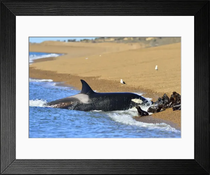Framed Print : Picture No. 10901389 Framed Print : Picture No. 10901389