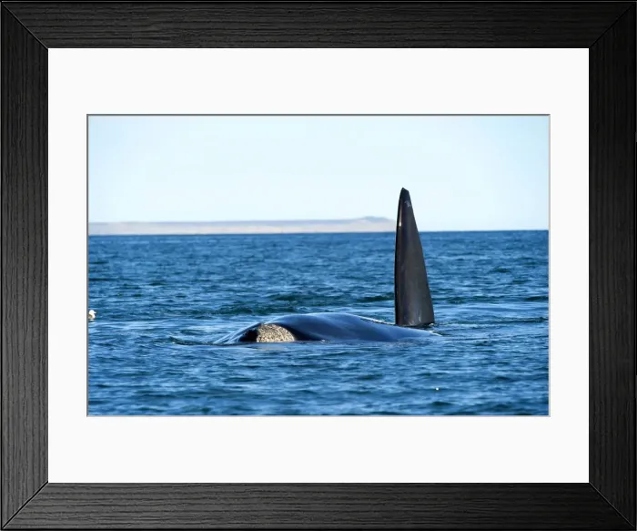 Framed Print : Picture No. 10901395