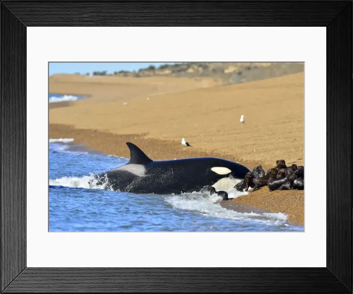 Framed Print : Picture No. 10901390