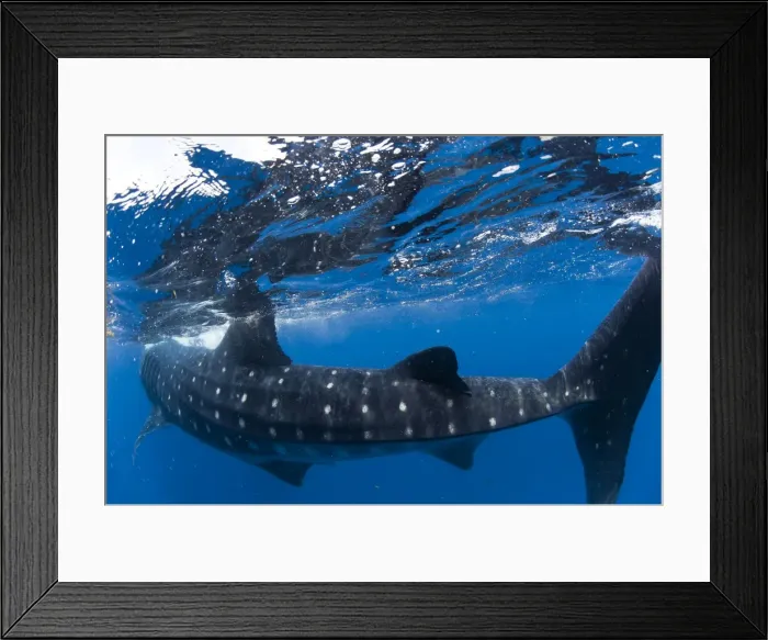 Framed Print : Picture No. 10901393
