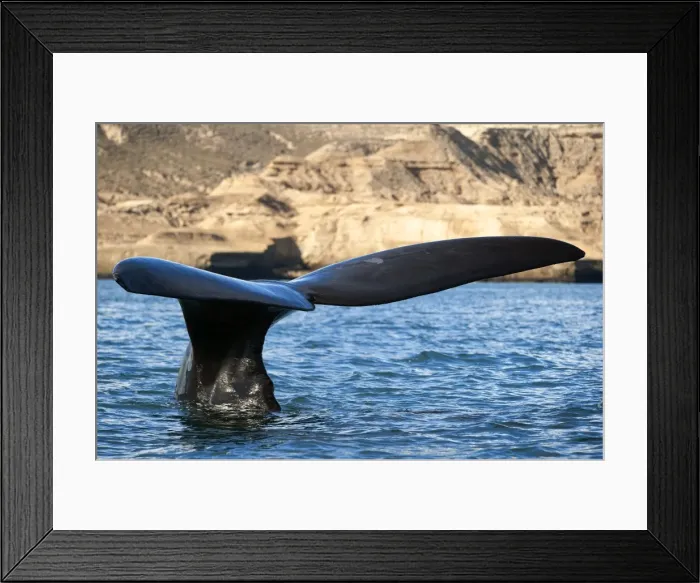 Framed Print : Picture No. 10901397 Framed Print : Picture No. 10901397