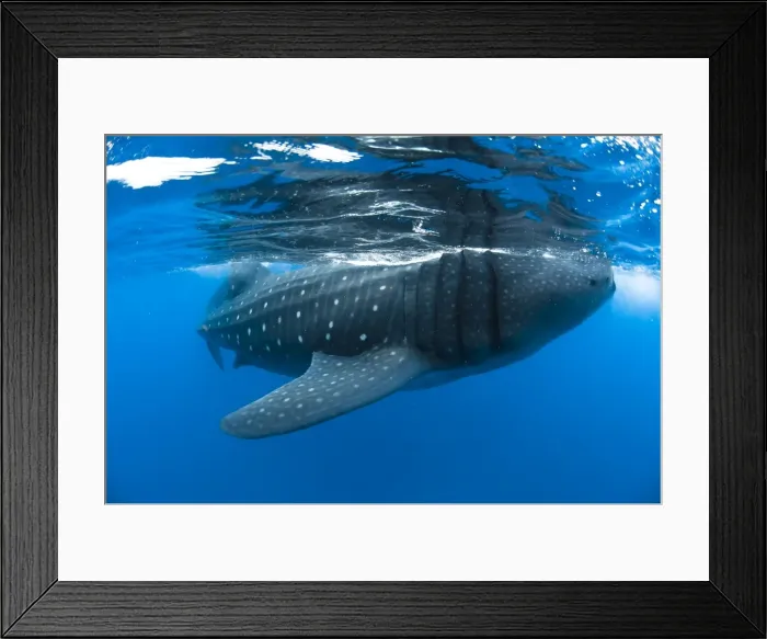 Framed Print : Picture No. 10901401 Framed Print : Picture No. 10901401