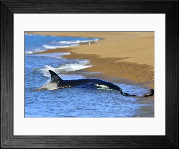 Framed Print : Picture No. 10901399