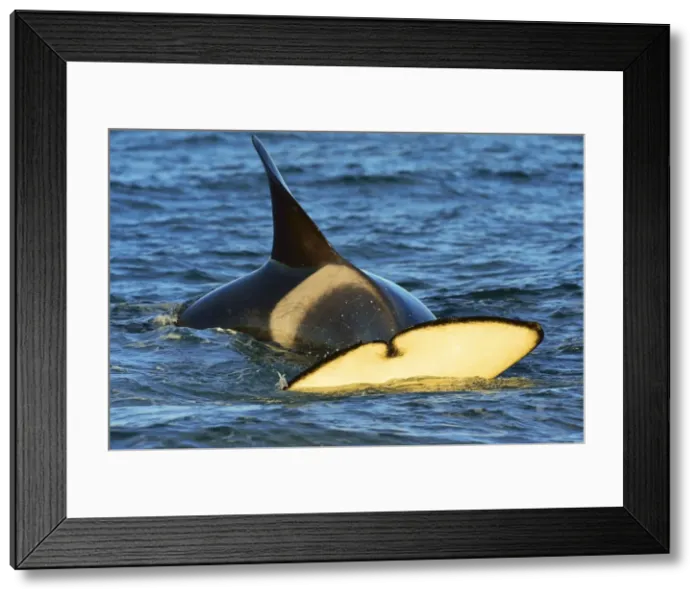 Framed Print : Picture No. 10901402 Framed Print : Picture No. 10901402