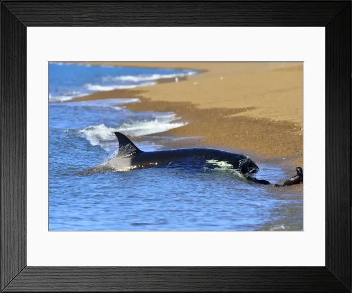 Framed Print : Picture No. 10901400 Framed Print : Picture No. 10901400