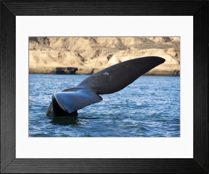 Framed Print : Picture No. 10901396 Framed Print : Picture No. 10901396