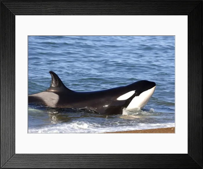 Framed Print : Picture No. 10901403 Framed Print : Picture No. 10901403
