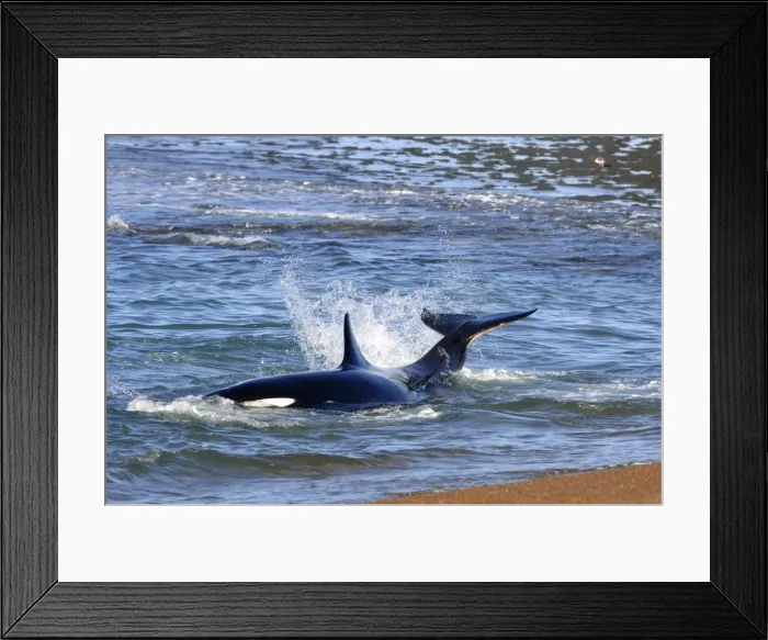 Framed Print : Picture No. 10901404 Framed Print : Picture No. 10901404