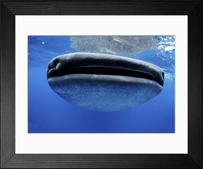 Framed Print : Picture No. 10901405 Framed Print : Picture No. 10901405