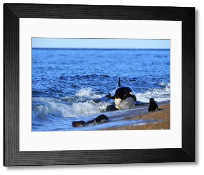 Framed Print : Picture No. 10901408 Framed Print : Picture No. 10901408