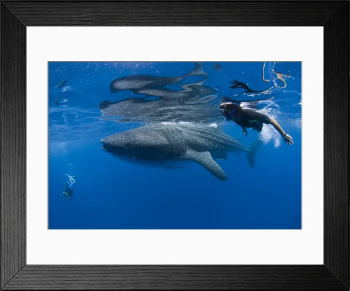 Framed Print : Picture No. 10901406