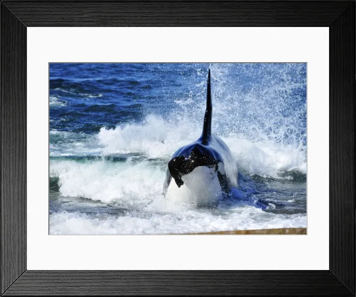 Framed Print : Picture No. 10901411 Framed Print : Picture No. 10901411