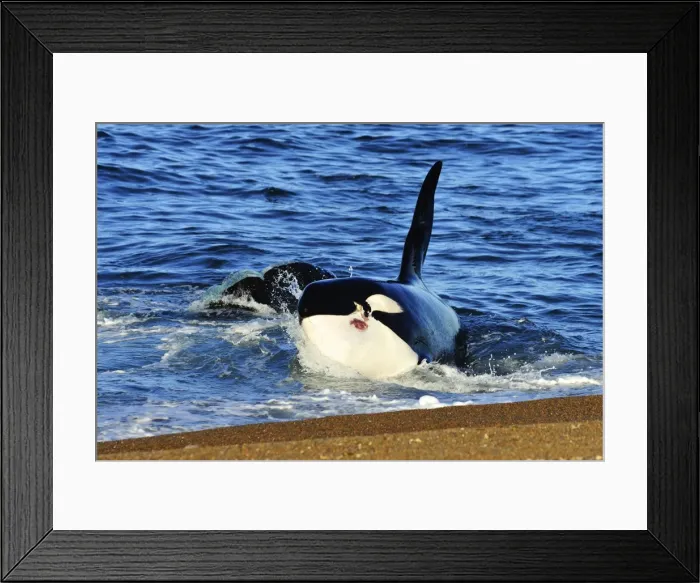 Framed Print : Picture No. 10901410 Framed Print : Picture No. 10901410