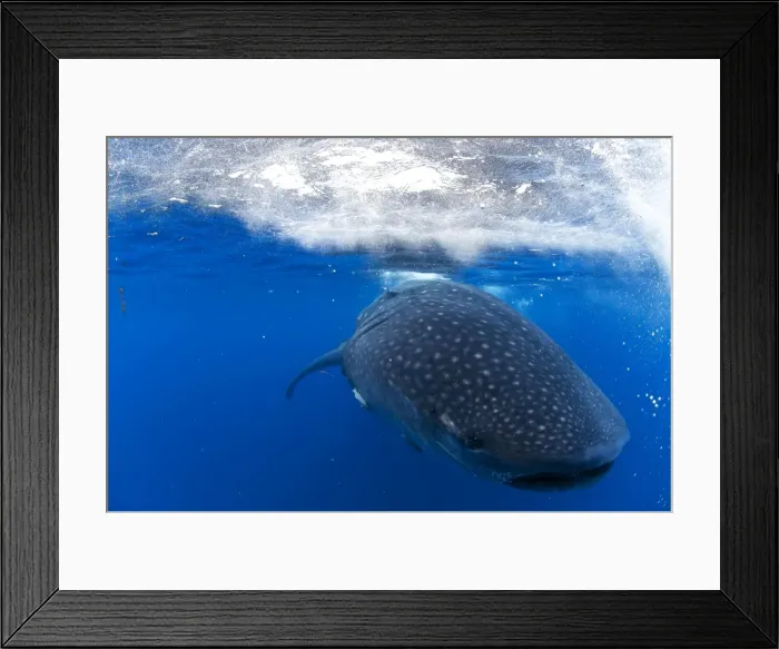 Framed Print : Picture No. 10901407 Framed Print : Picture No. 10901407