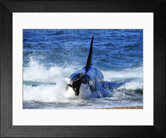 Framed Print : Picture No. 10901409 Framed Print : Picture No. 10901409