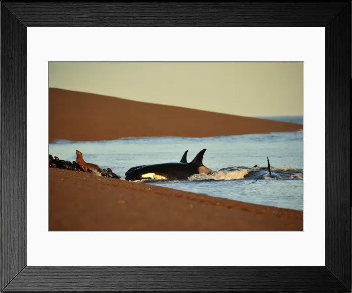 Framed Print : Picture No. 10901413 Framed Print : Picture No. 10901413