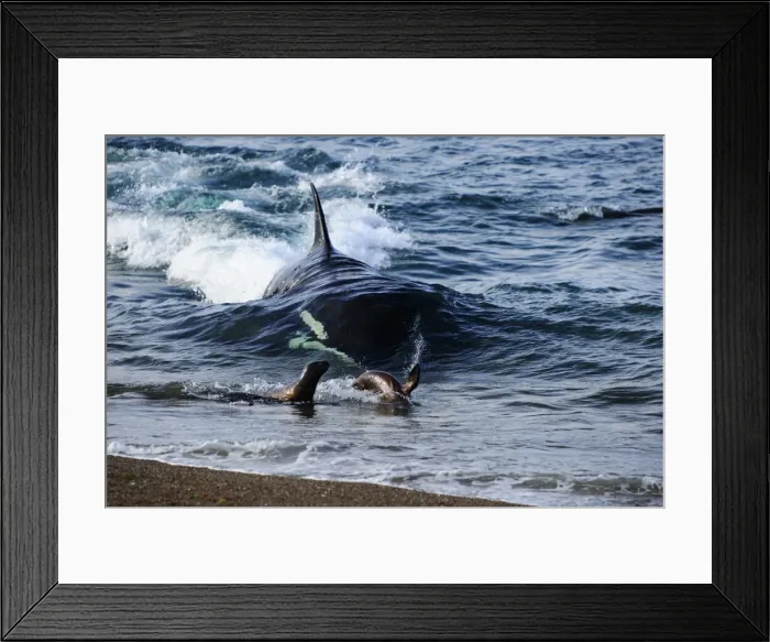 Framed Print : Picture No. 10901414 Framed Print : Picture No. 10901414