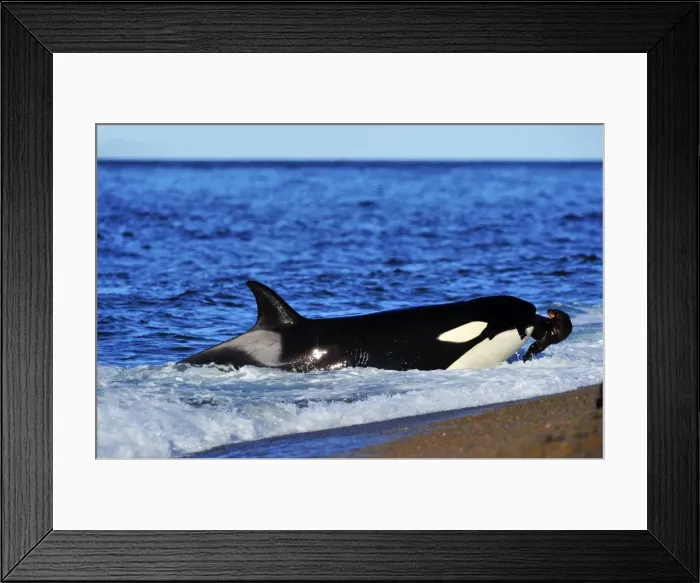 Framed Print : Picture No. 10901412 Framed Print : Picture No. 10901412