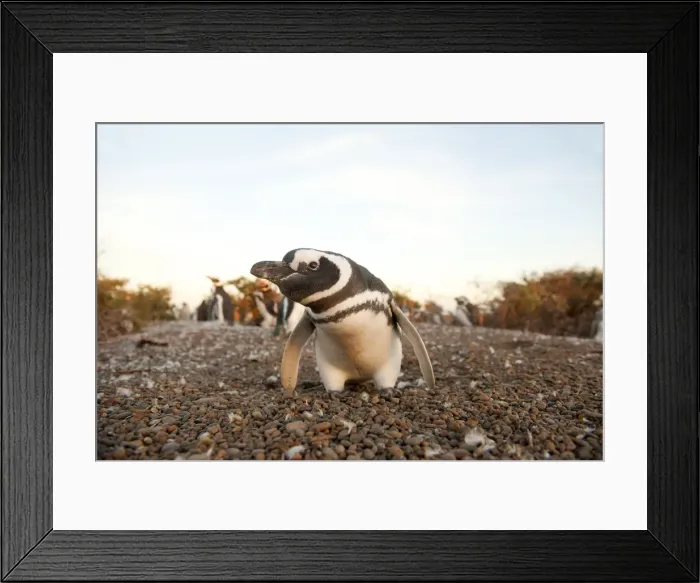 Framed Print : Picture No. 10901418 Framed Print : Picture No. 10901418