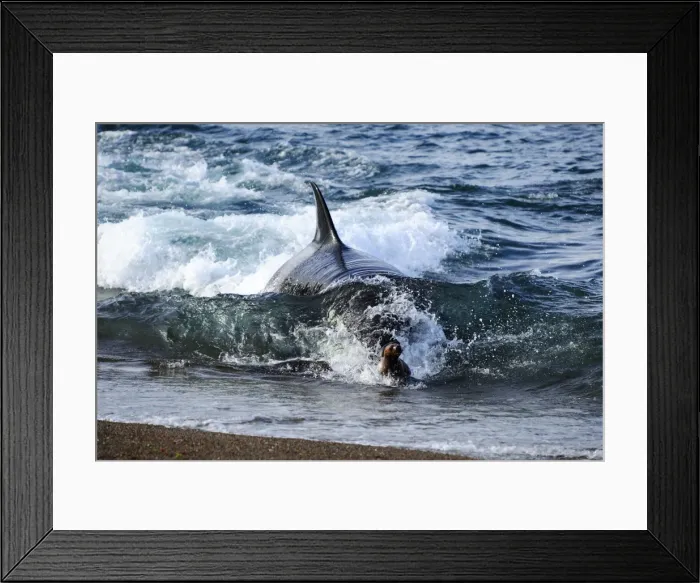 Framed Print : Picture No. 10901416 Framed Print : Picture No. 10901416