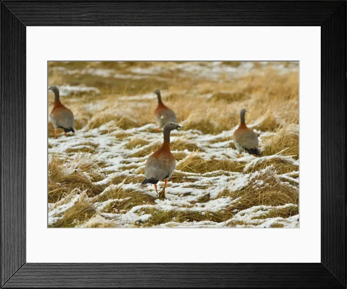 Framed Print : Picture No. 10901419 Framed Print : Picture No. 10901419