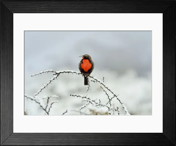 Framed Print : Picture No. 10901420 Framed Print : Picture No. 10901420