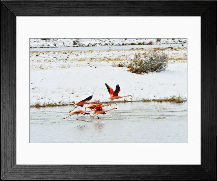 Framed Print : Picture No. 10901421 Framed Print : Picture No. 10901421