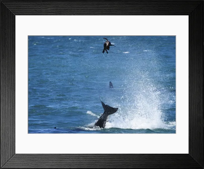 Framed Print : Picture No. 10901415 Framed Print : Picture No. 10901415