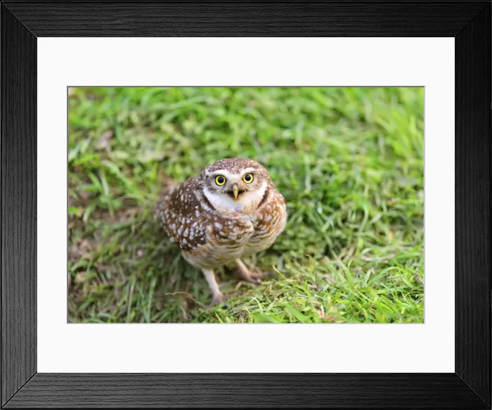 Framed Print : Picture No. 10901423 Framed Print : Picture No. 10901423